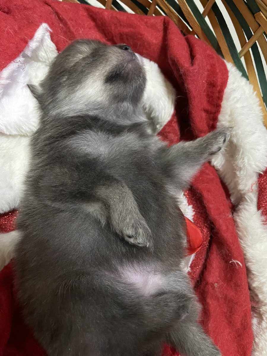 Soshitaroz 💜 tweet media