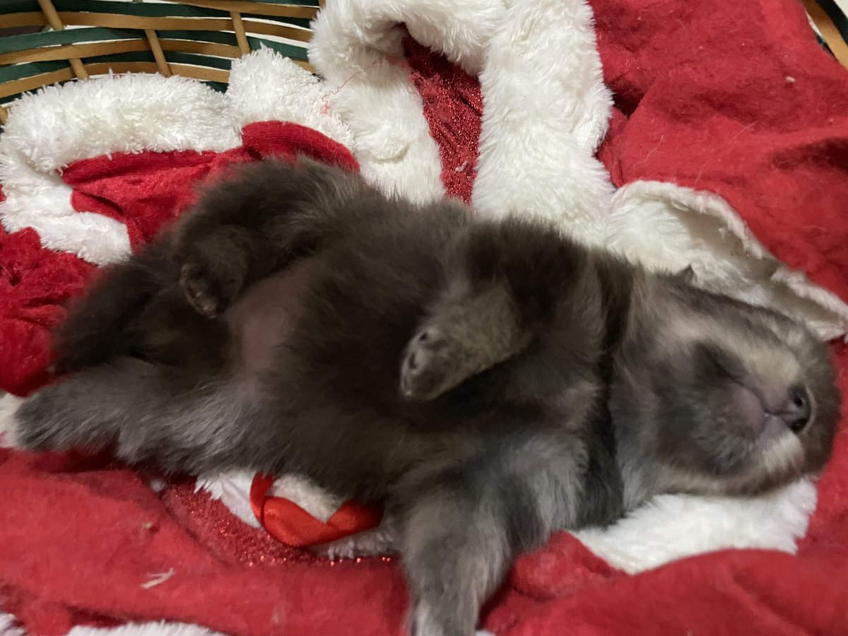 Soshitaroz 💜 tweet media