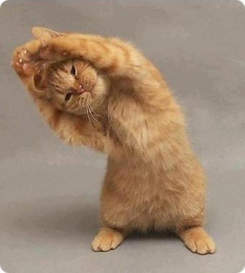 maohauhele tweet media