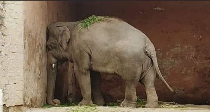 ✨Noor Kamal ✨فتكات هانم ✨ tweet media