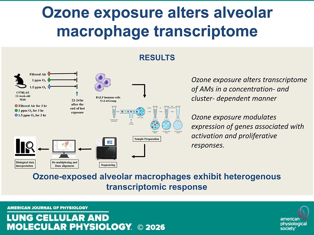 AJPLung's tweet image. Research Article by T Vo et al. (@NCStateVetMed) #Singlecell #transcriptomics reveal #alveolar #macrophage-specific responses in single-hit #ozone exposure model in mice
ow.ly/kCzp50Ywtjn
