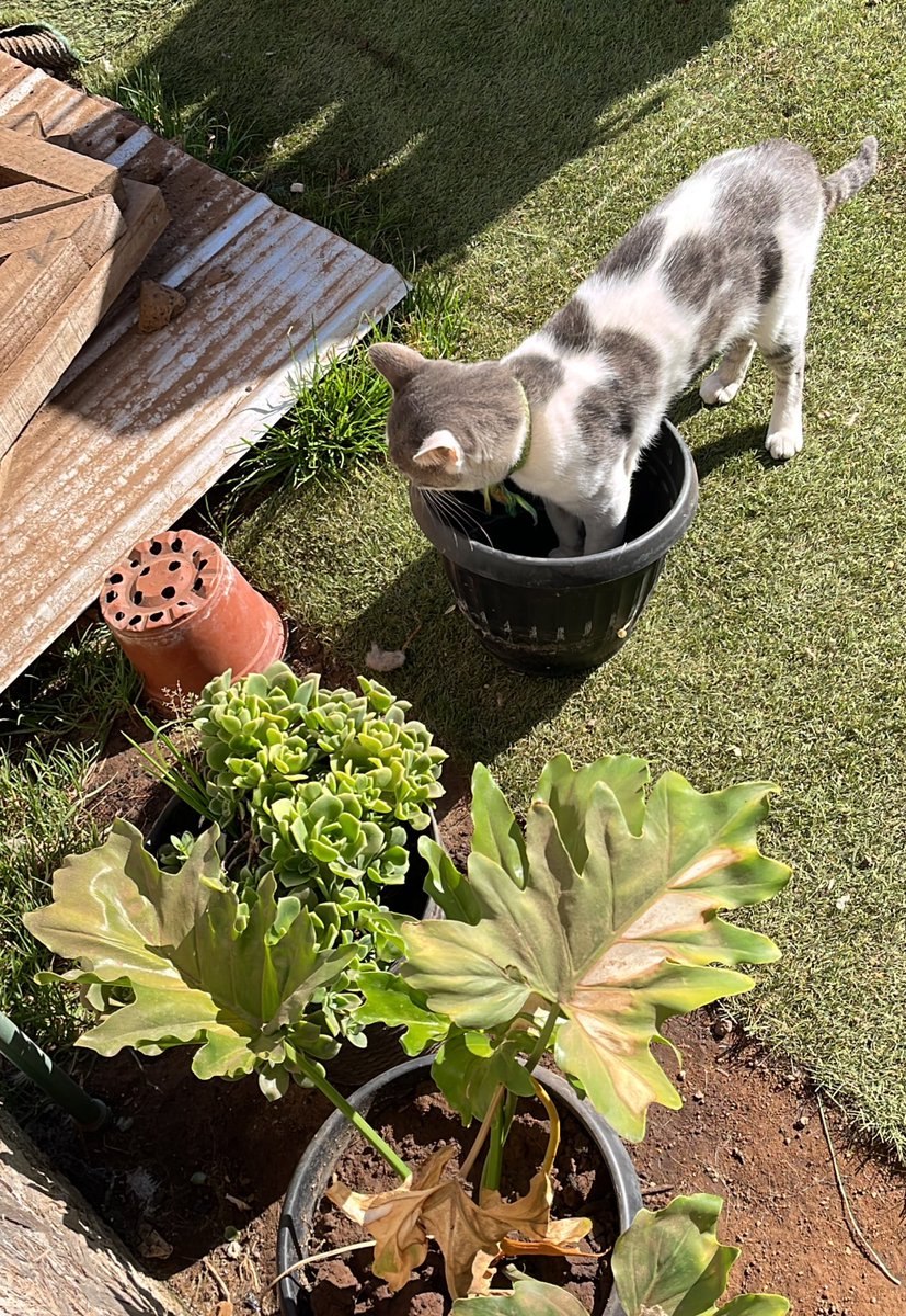 javi 𝜗ৎ tweet media