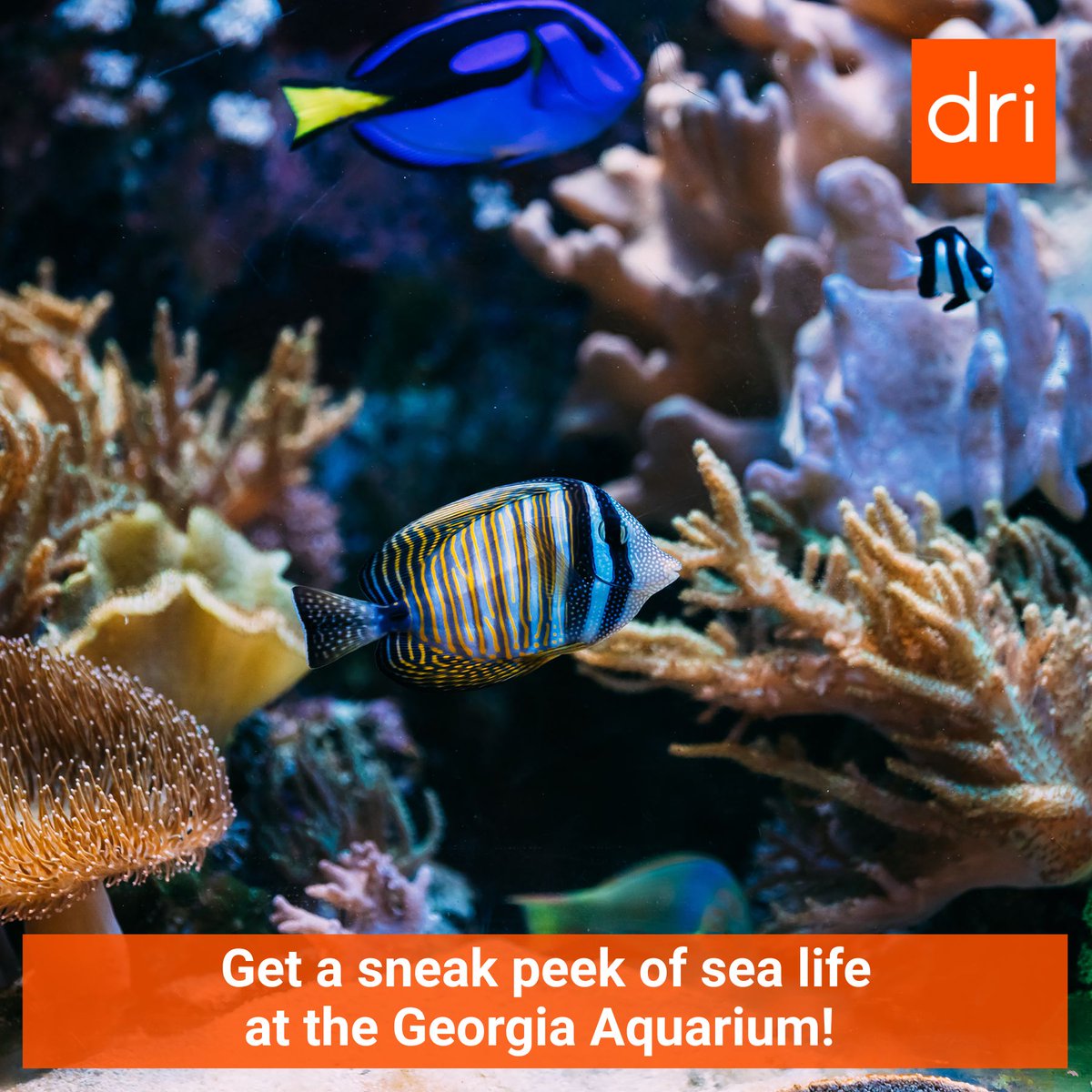 DRI | Association of Lawyers Defending Business tweet media