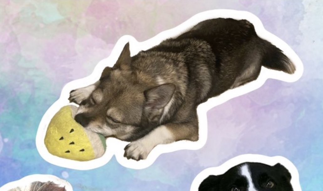 𝕏 리쭈 𝕏 tweet media