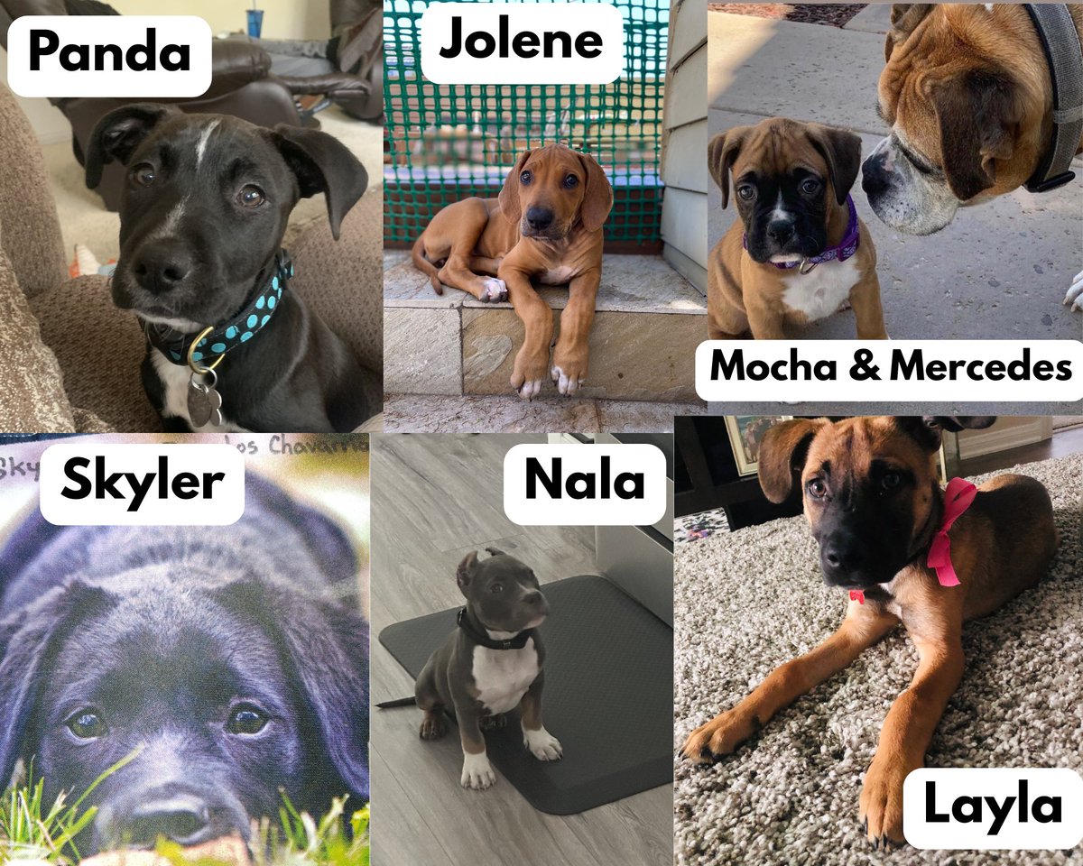 BairFinancial's tweet photo. Happy National Puppy Day! 🐾 Today we’re celebrating some special “team members”: Panda, Skyler, Layla, Jolene, Mocha, Mercedes, and Nala. They remind us that the best plans include loyalty, patience, and enjoying the journey. Drop a pic of your pup below to celebrate with us! 🐶 https://t.co/mOlmYOi65t