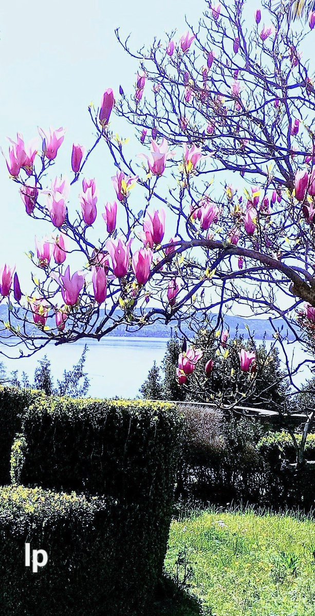 Laura Papa tweet media