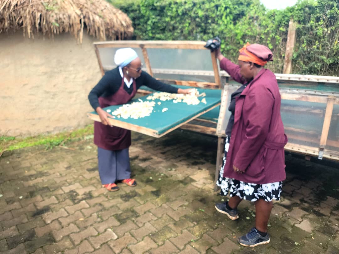 MTRCuganda's tweet photo. A young lady from Mbarara,Charity successfully completed a 5-day mushroom cultivation training at MTRC, Kabale (16–20 March 2026). She gained hands-on skills in production, disease control, and agribusiness—empowering young ladies like her to build sustainable livelihoods. https://t.co/Qtiob3dYPH