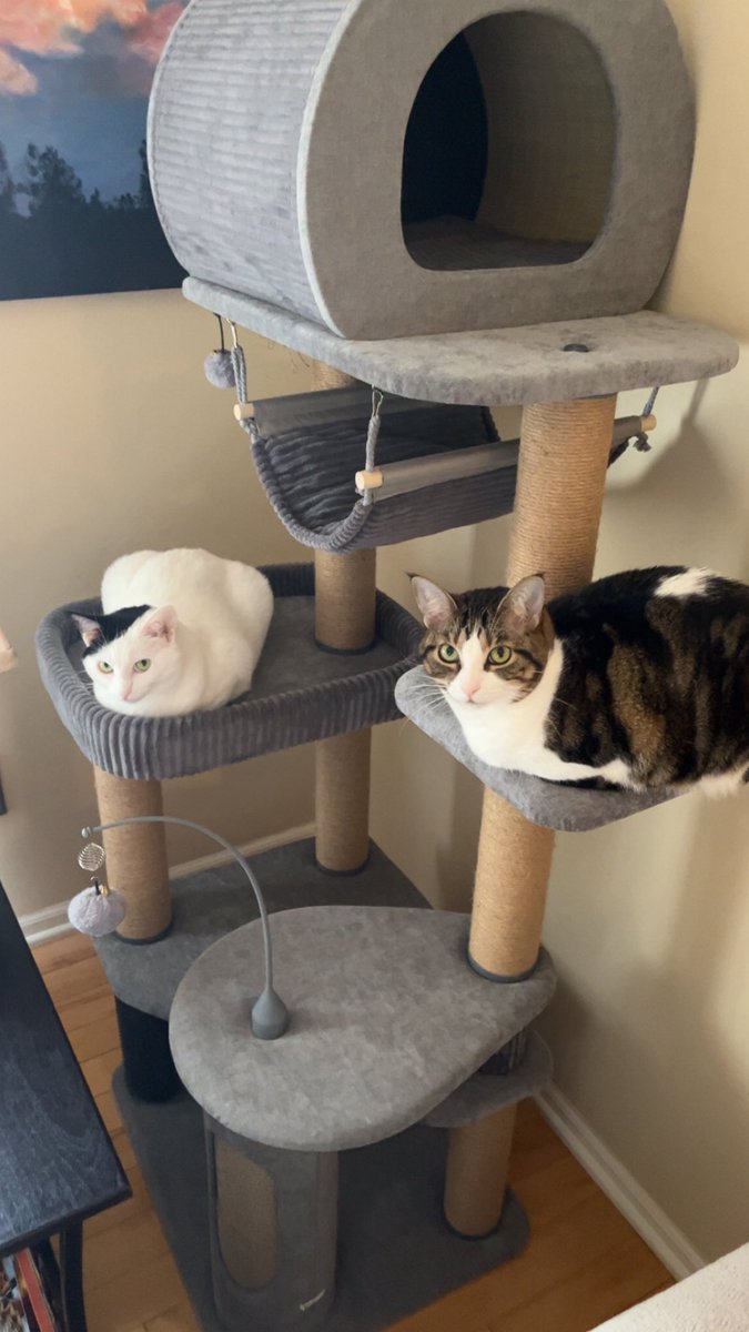 JC Hoops tweet media