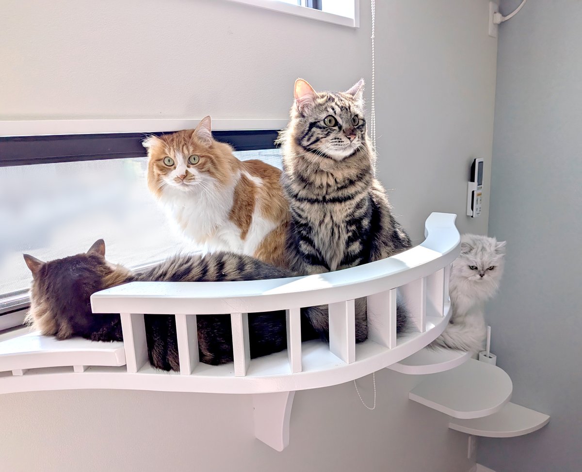今日も若猫達にベッドをとられてしまうエルこ