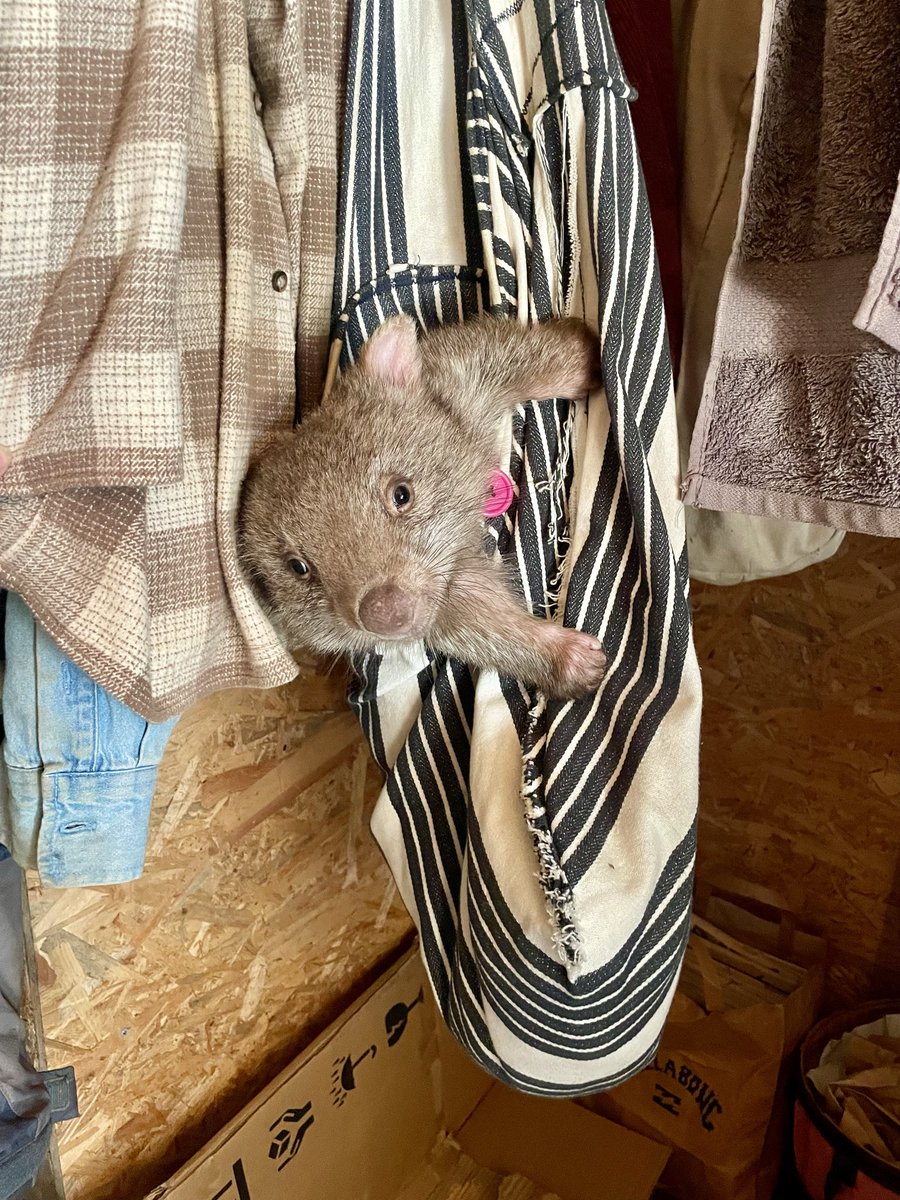 akローラ🇦🇺山暮らしとウォンバット tweet media