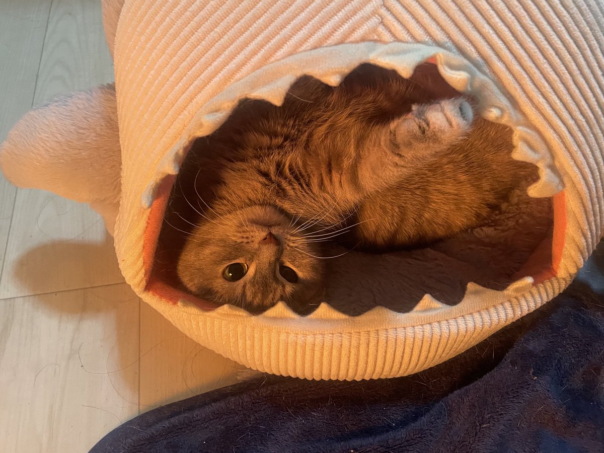 たりま姫 tweet media