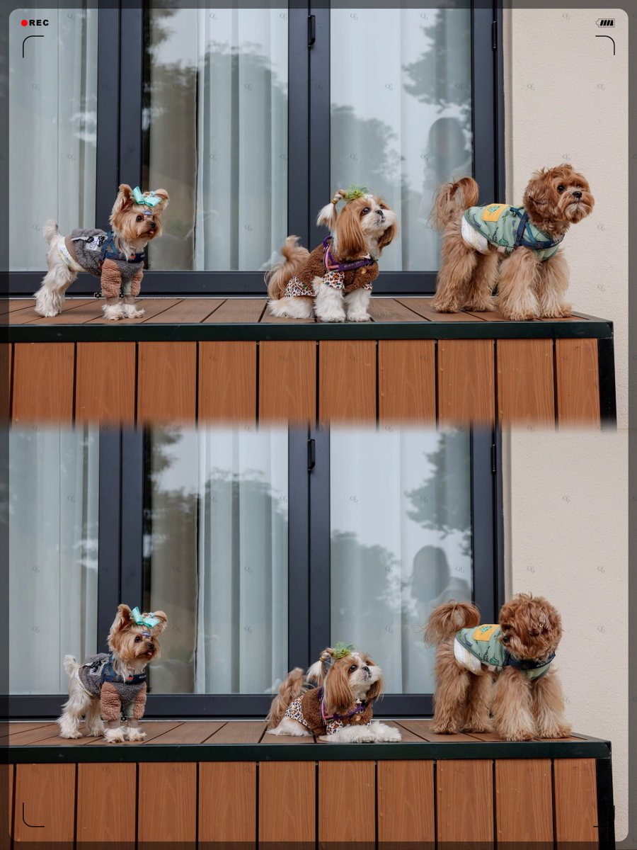 Mohamed ben Anarchy tweet media