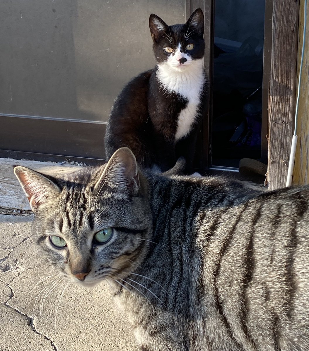 Akimiandcats's tweet photo. 【サイトの文面もまともに読まず文句を言ってくる可哀想な人】

皆様が少しでも半多頭飼育崩壊現場のねこと向き合えると思えた3連休が終わりました。

何があっても避妊手術の為に20万円は集めたいと思っていましたが…

サイトを拝見しますと…→ https://t.co/BZcbj5WOQB