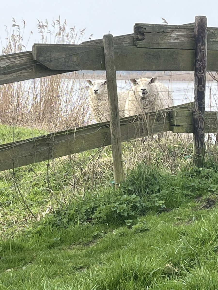 Danielle Spoelstra tweet media