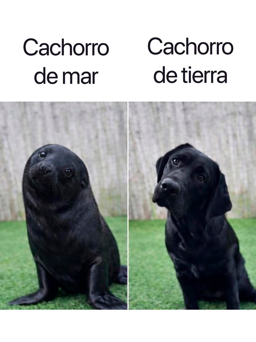 Cabronazi tweet media