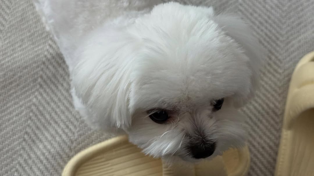 Leejeomng's tweet photo. National Pup day only for Doongie https://t.co/7oJhIDMAFN