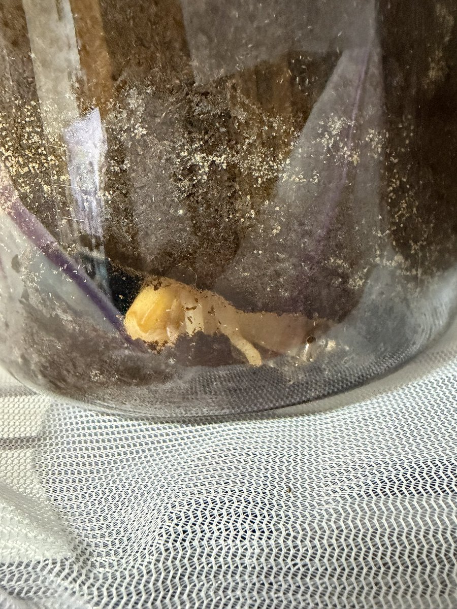 えるも tweet media