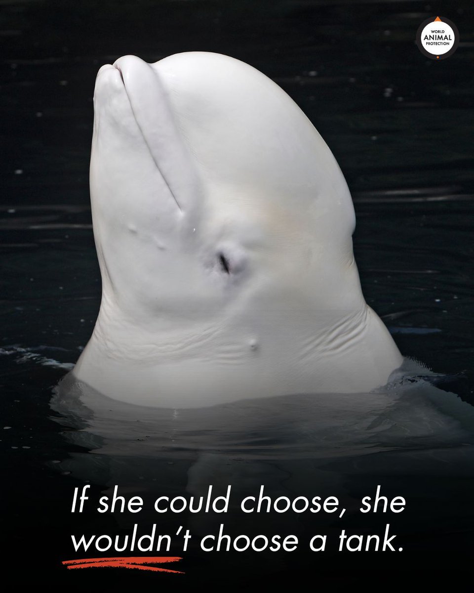 World Animal Protection US tweet media