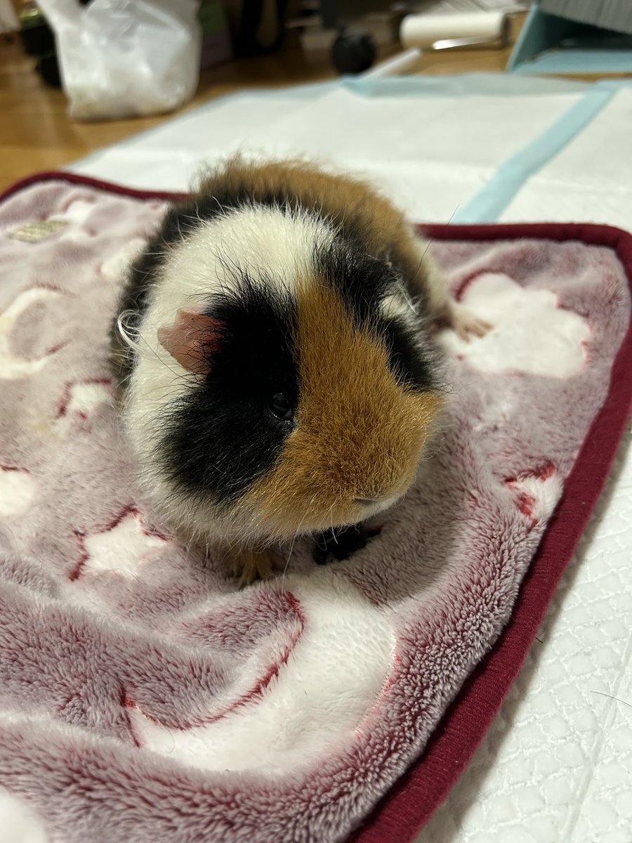 あらべすく@まめとあずき tweet media