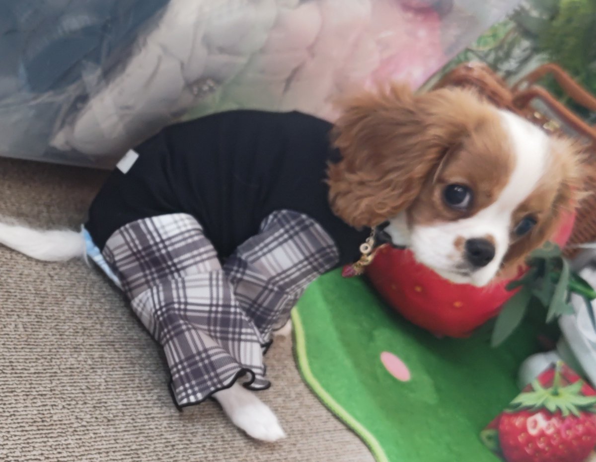 こらむパパ tweet media