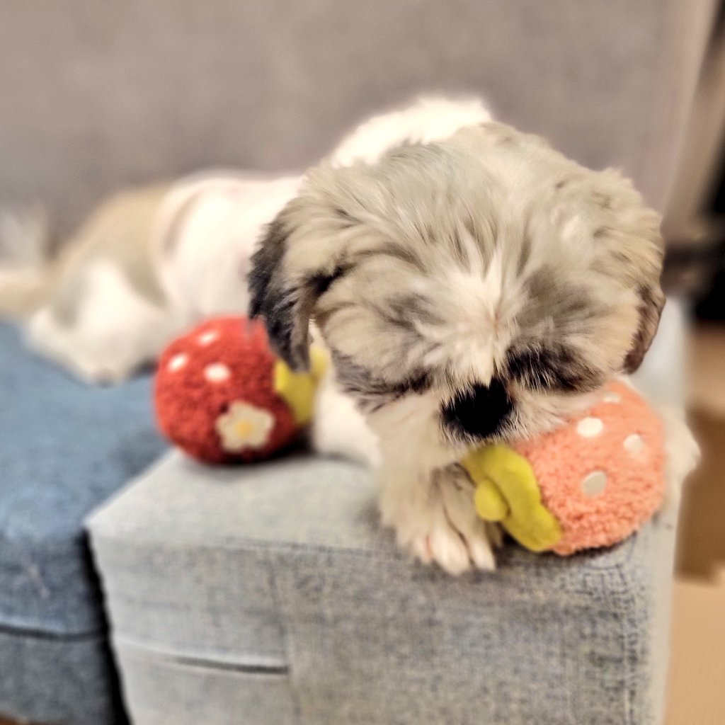 Lily Amethyst@Alexander tweet media