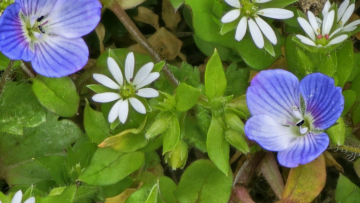 banantunder tweet media