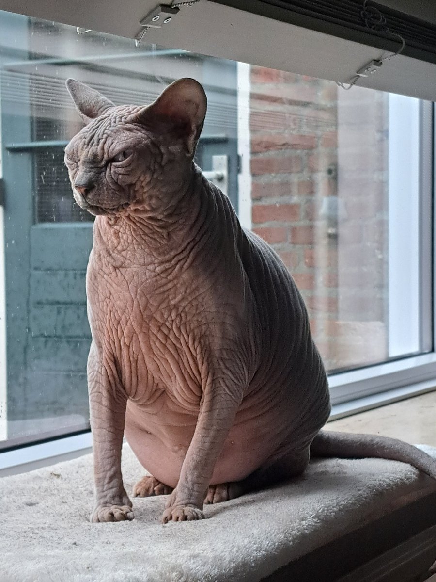 nicole habets. tweet media