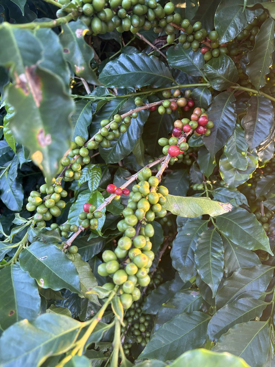 Agro Connection tweet media