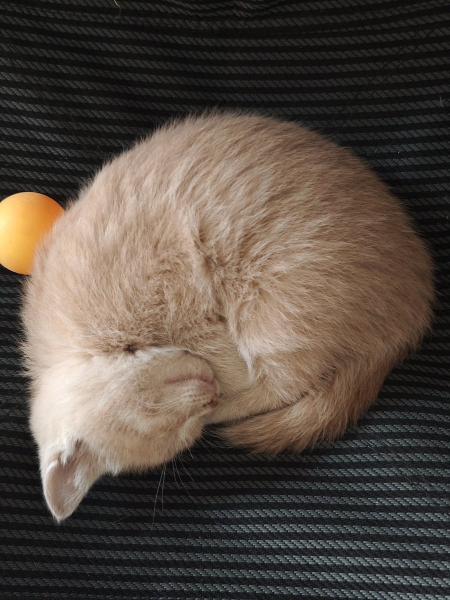 zhouyuyan tweet media