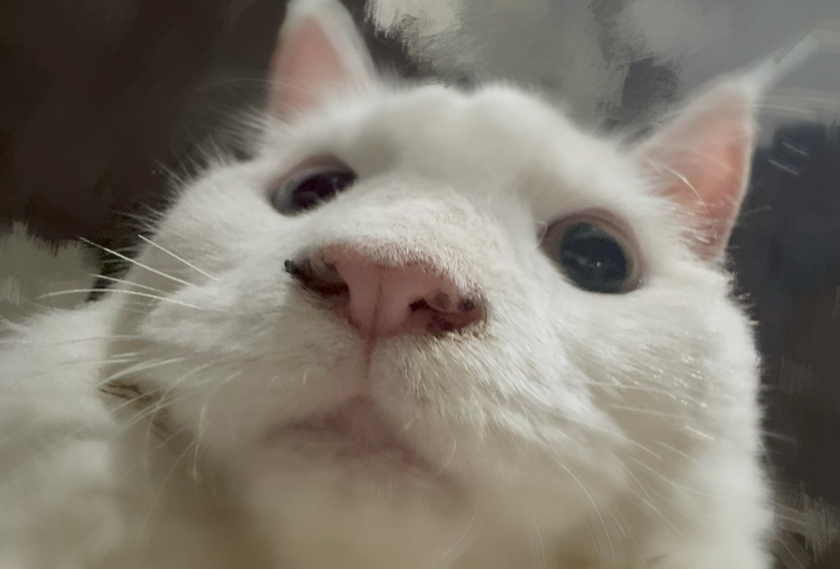 Michi Mochievee 💍 tweet media