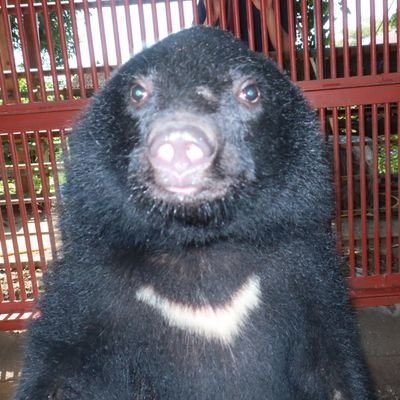 🐻 Bear 🍃 tweet media