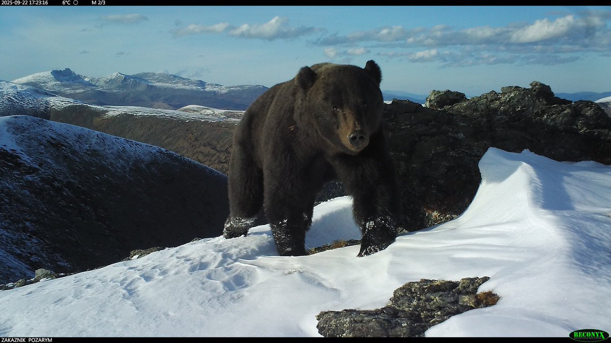 🐻 Bear 🍃 tweet media