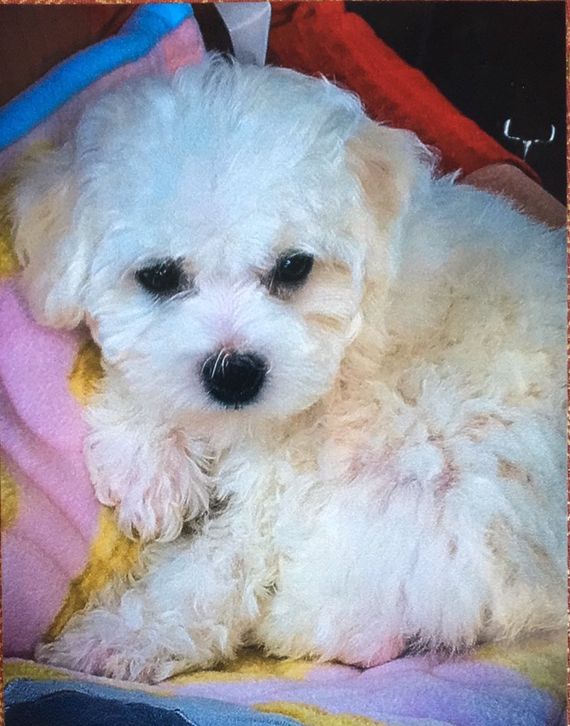 Little Bear tweet media