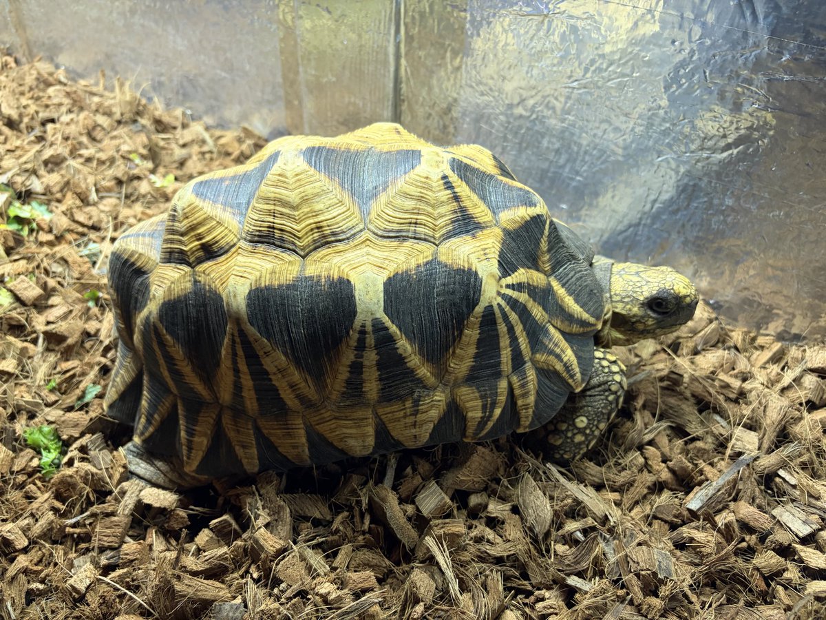 《⭐olion⭐》starlion tweet media