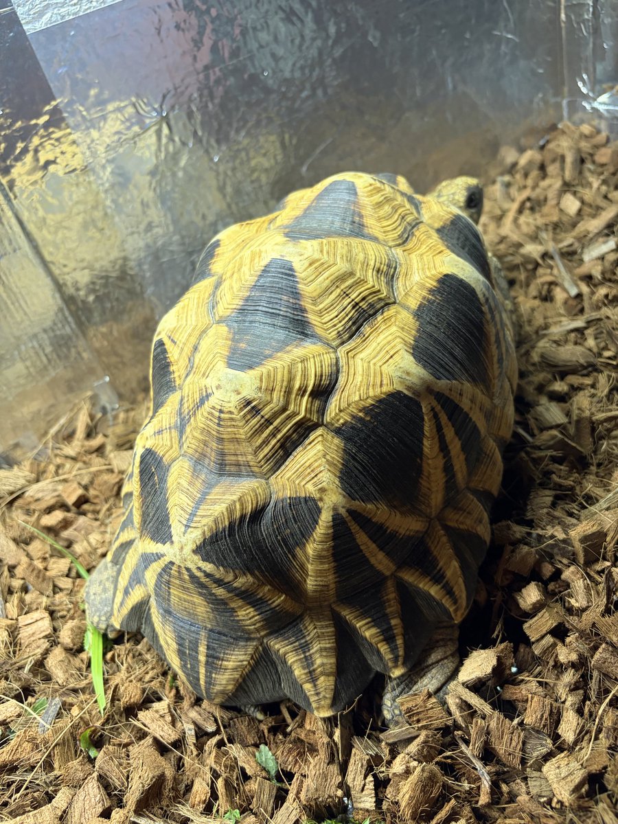 《⭐olion⭐》starlion tweet media