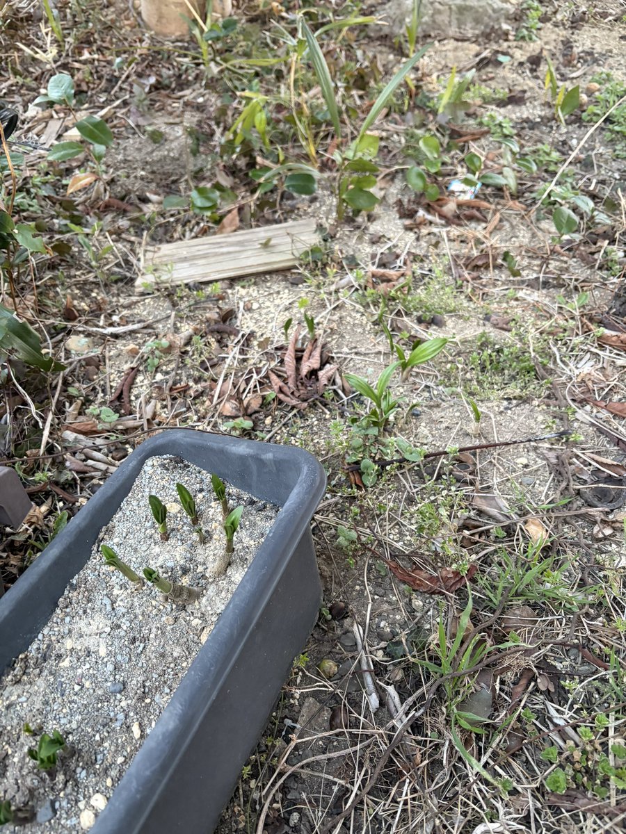 kumagoro tweet media