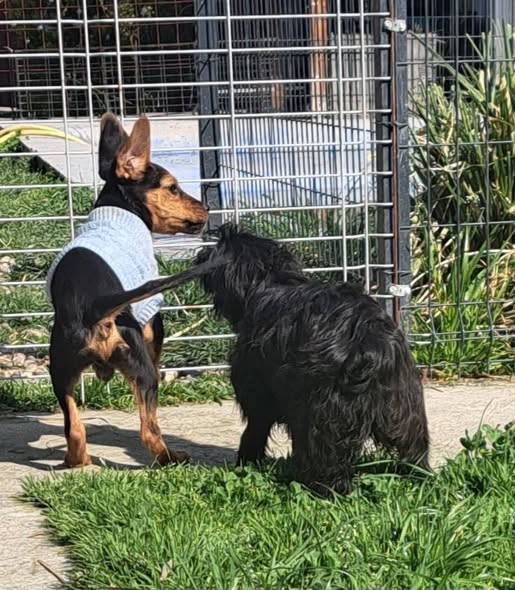 DNVSaveanimals tweet media