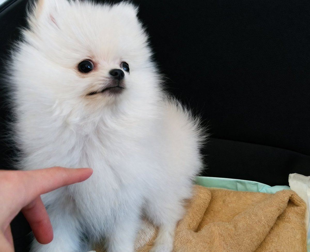 ちびポメわたあめ tweet media