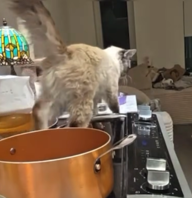 Noralynn R. tweet media