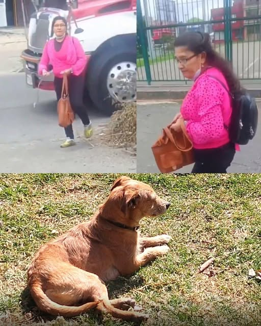 Plataforma ALTO tweet media