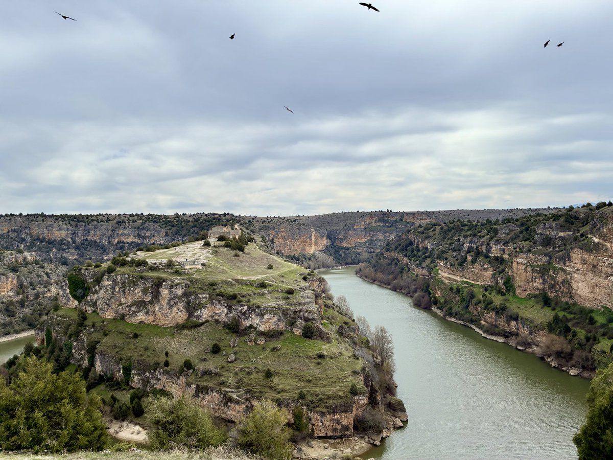 Juan Carlos Navarro tweet media