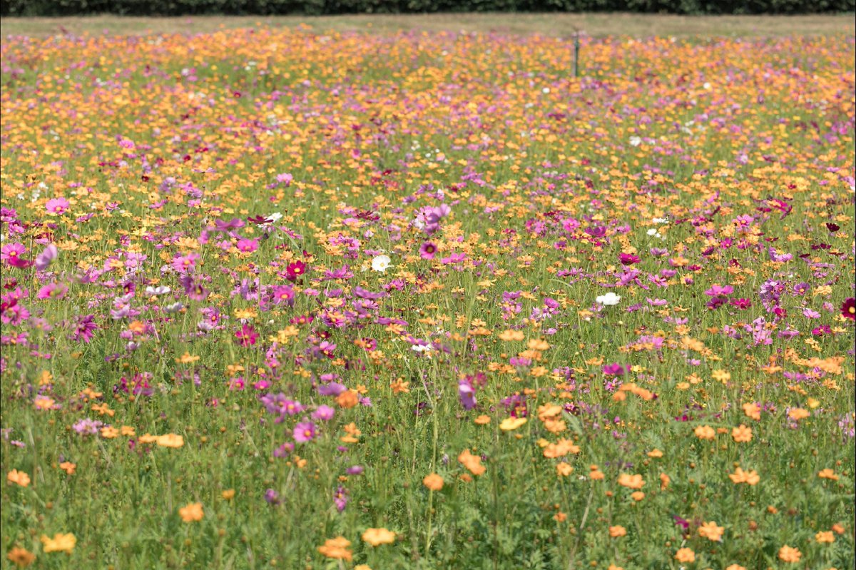 Witty sidhu tweet media