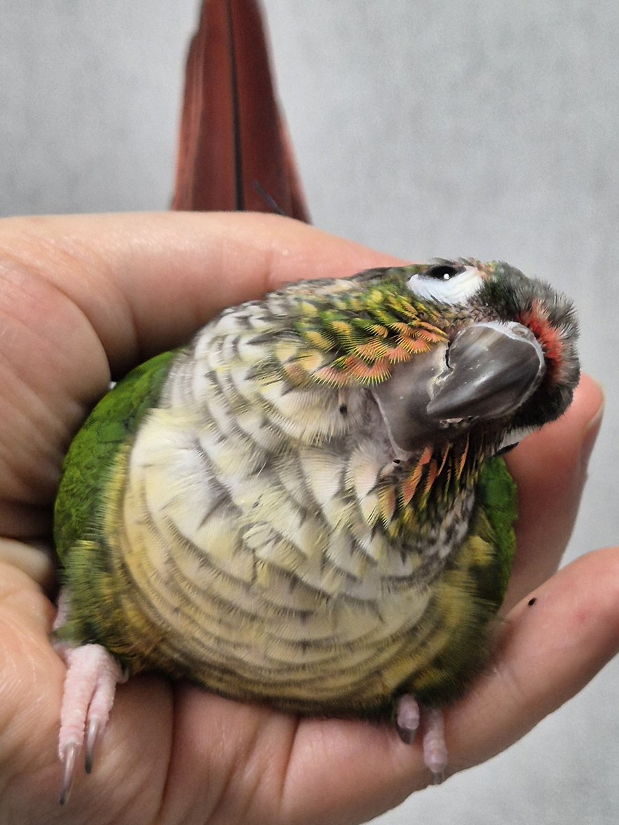 마이하스 tweet media