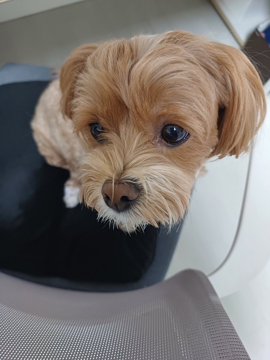 감자빵(천사님모심글) tweet media