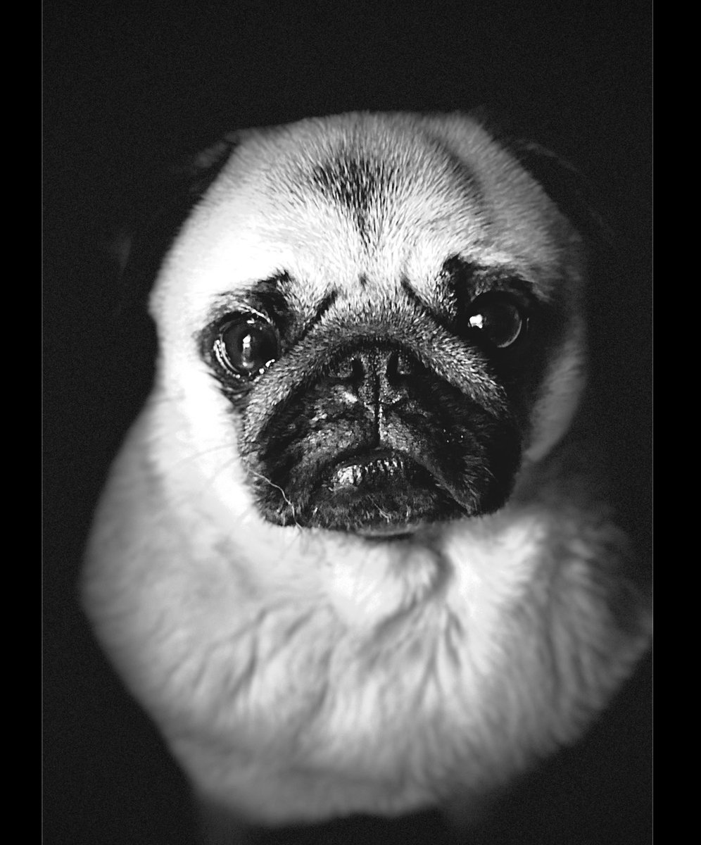 Zombie Pug & Crowley aka Lil C tweet media