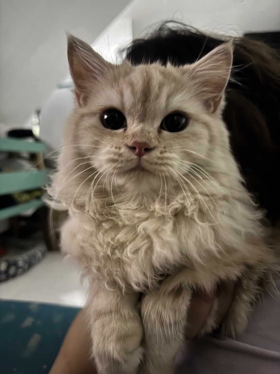 waffles 🧇 tweet media