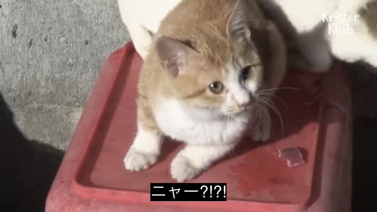 しょまー tweet media