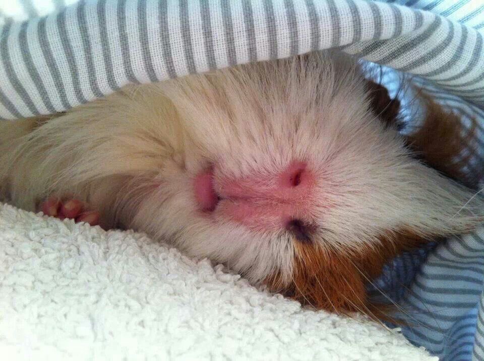 토실기니 tweet media