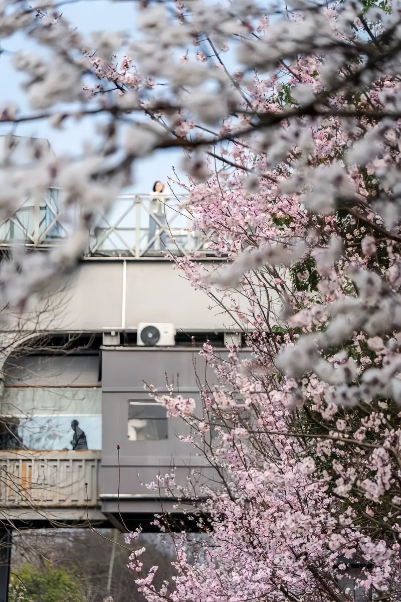 hangzhoufeel's tweet photo. A vintage train glides beneath blossoming apricot flowers, turning Hangzhou's Baita Pagoda Park into a dreamlike scene. Step into the season where nature writes its own timeless verse. 🚂🌸🌧🎋
#SpringInHangzhou #BlossomDream #BeautifulHangzhou https://t.co/BUi1eC5T7O