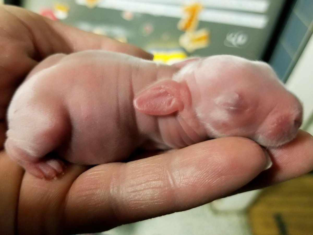 бычок рыжий бочок tweet media